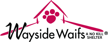 Wayside Waifs